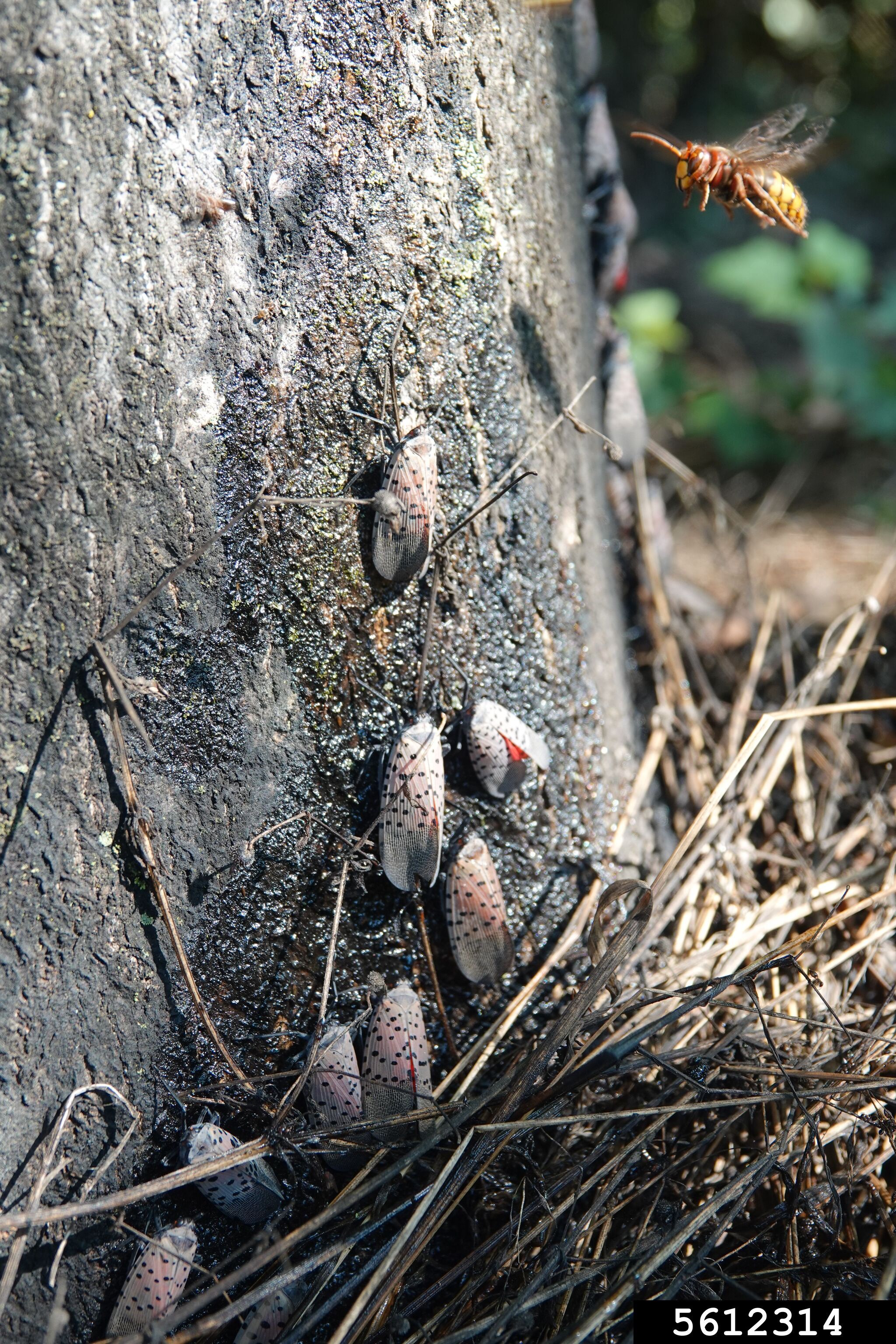 A wasp flies next to a spotted lanternfly on a tree.